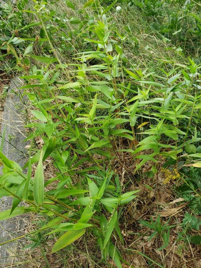 Dichanthelium clandestinum leaf