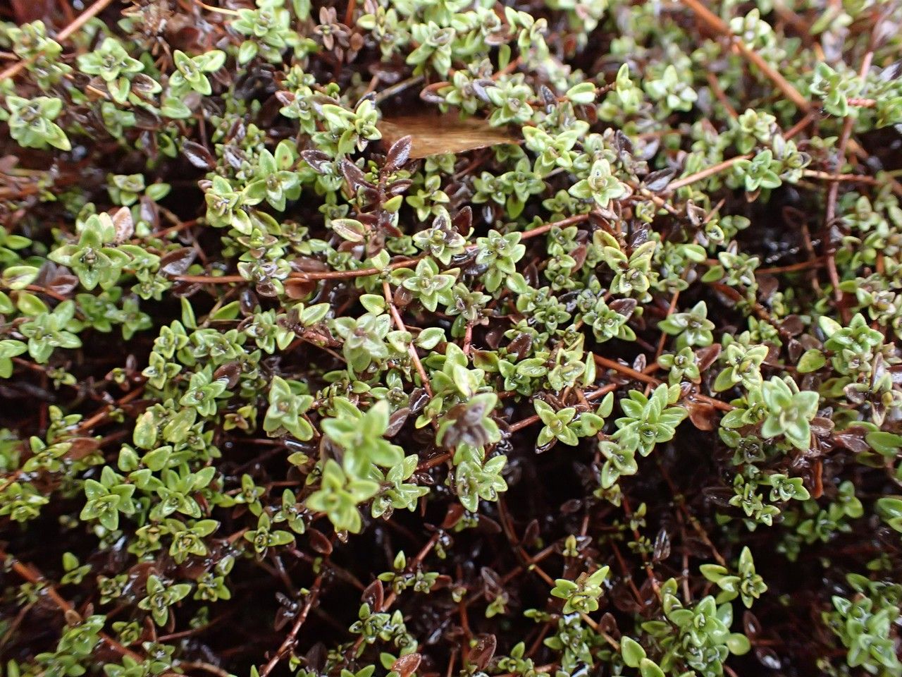 Thymus herba-barona habit
