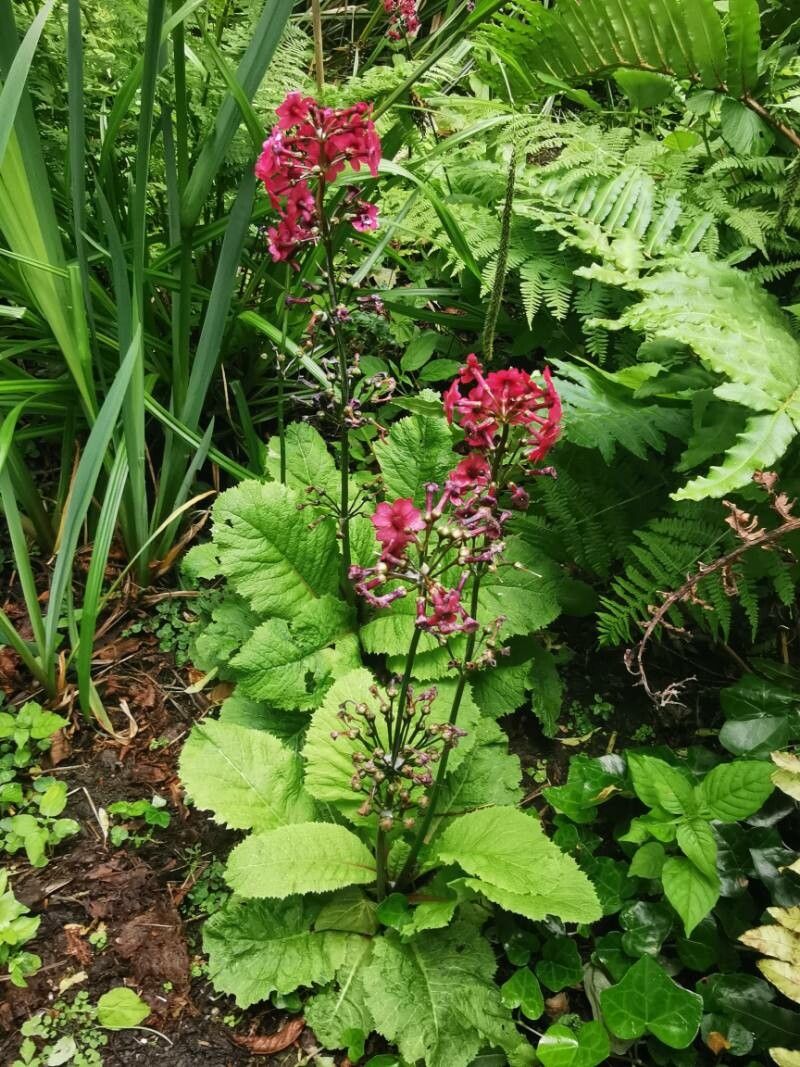 Primula japonica flower