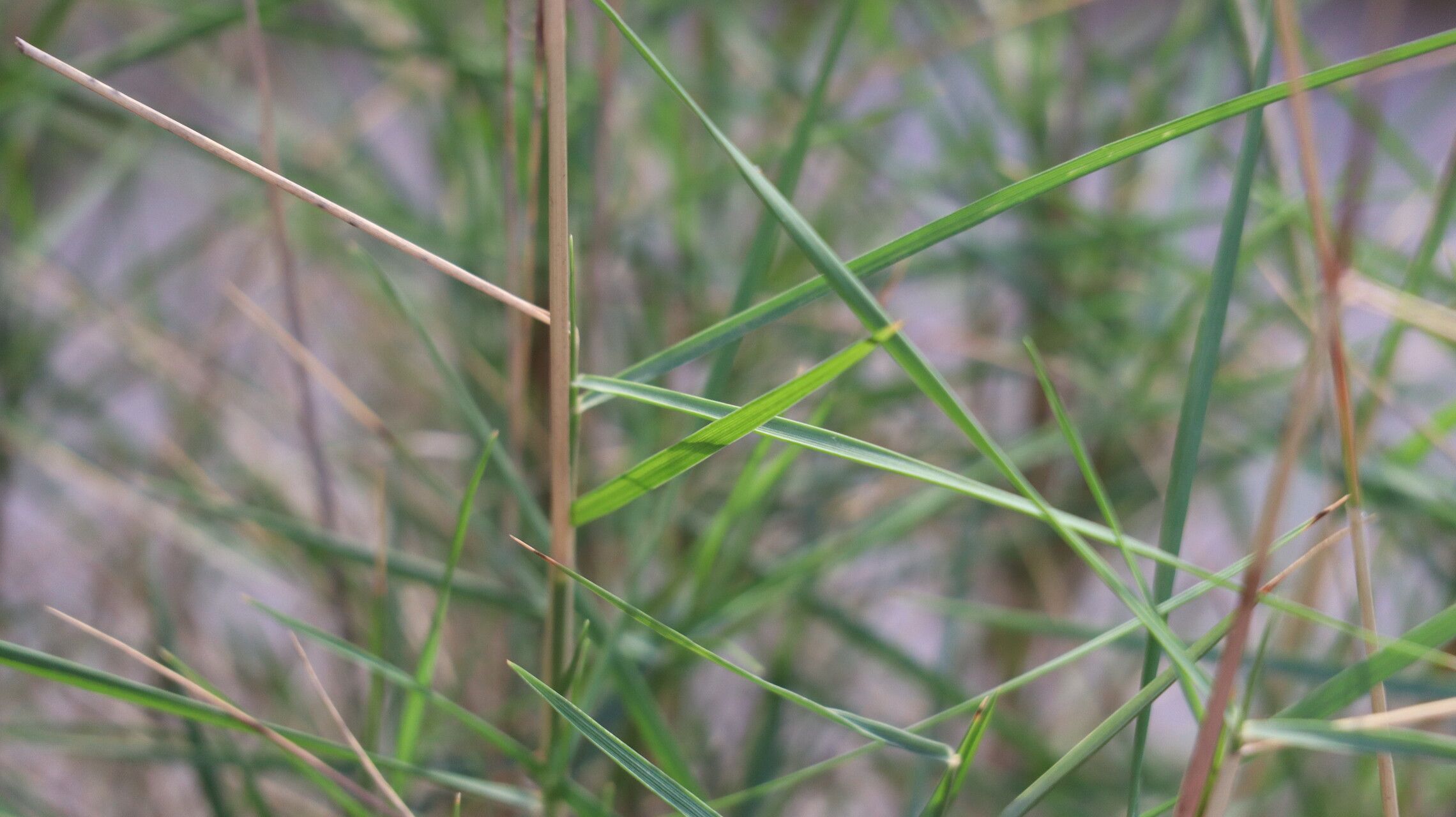 Danthonia intermedia — search result for 'western Canada'