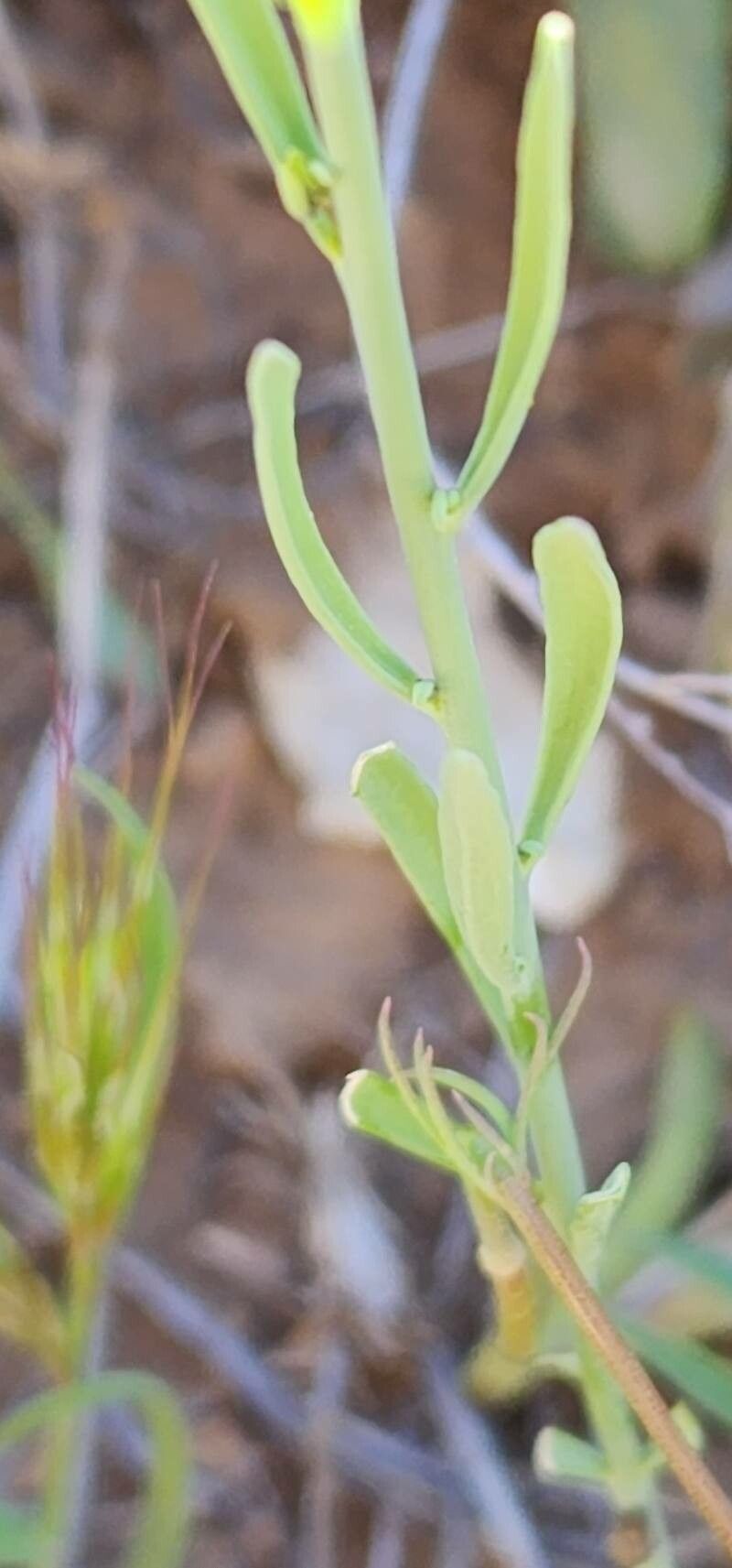 Linaria chalepensis leaf