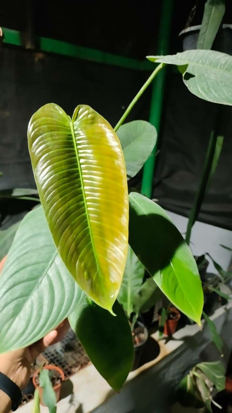 Philodendron scherberichii — houseplant care guide