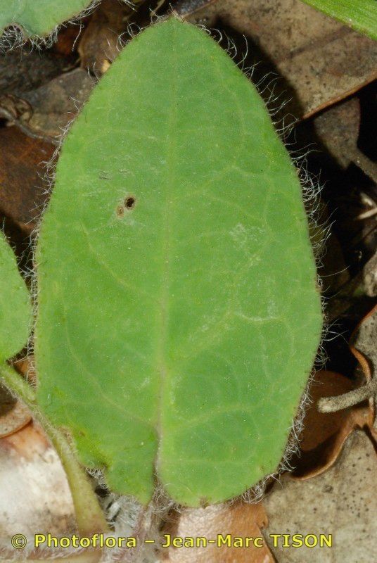 Hieracium maestum leaf