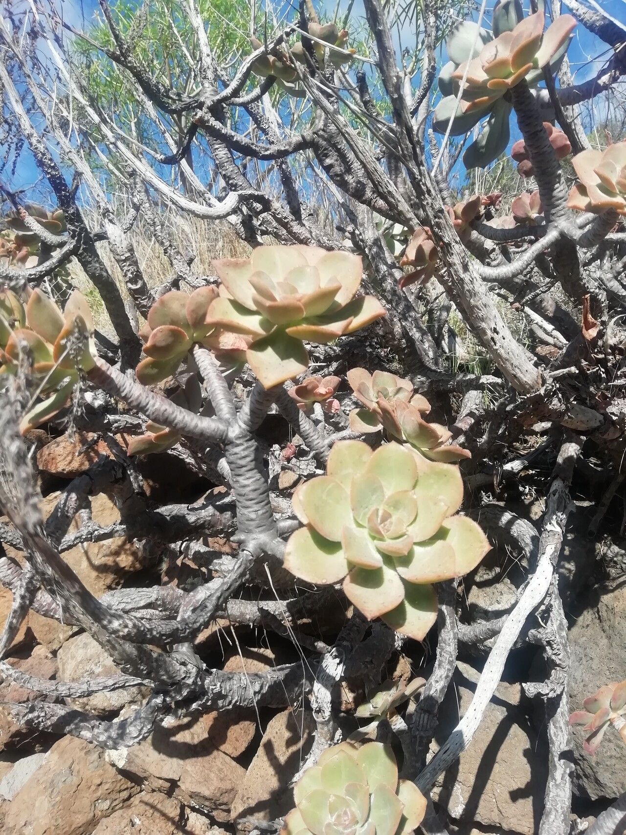 Aeonium davidbramwellii habit