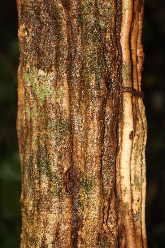 Bauhinia longicuspis bark