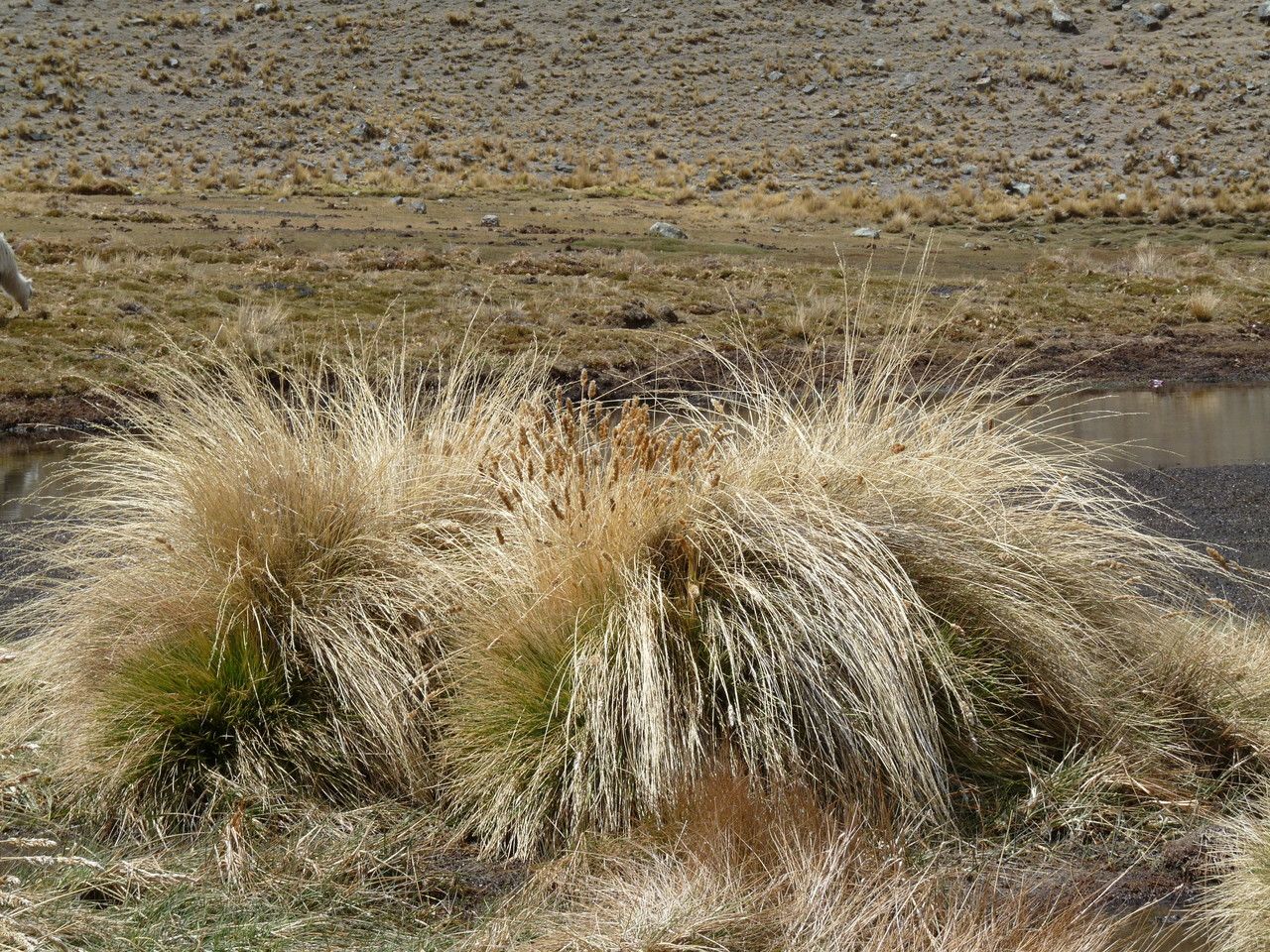 Deschampsia eminens habit