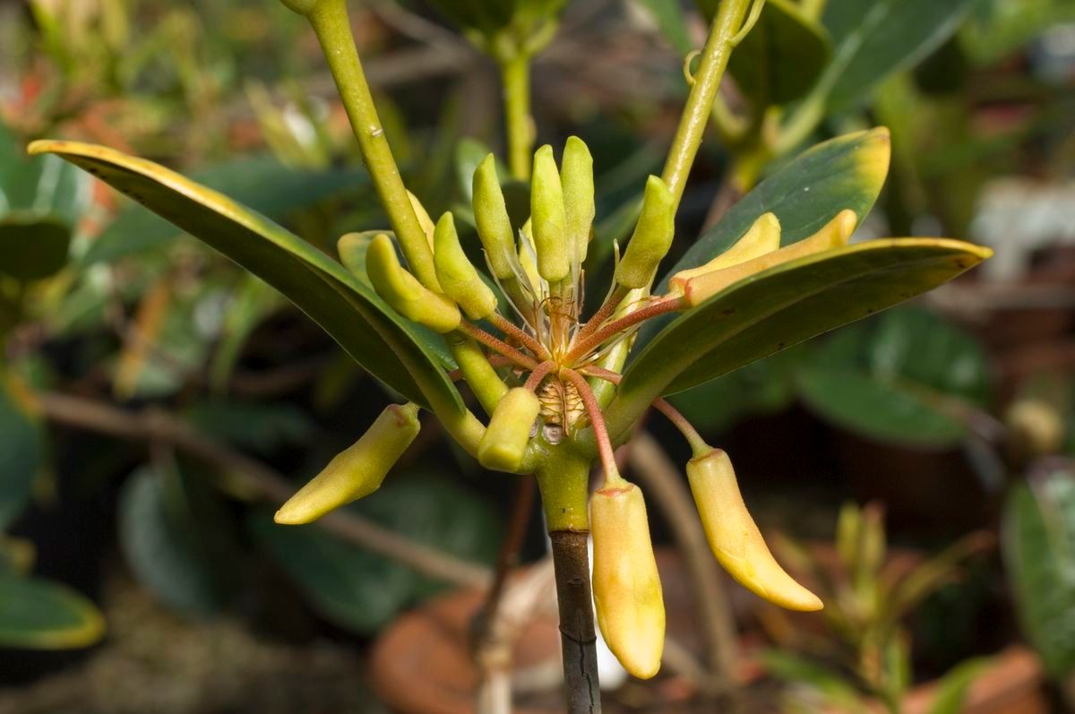 Rhododendron maxwellii fruit