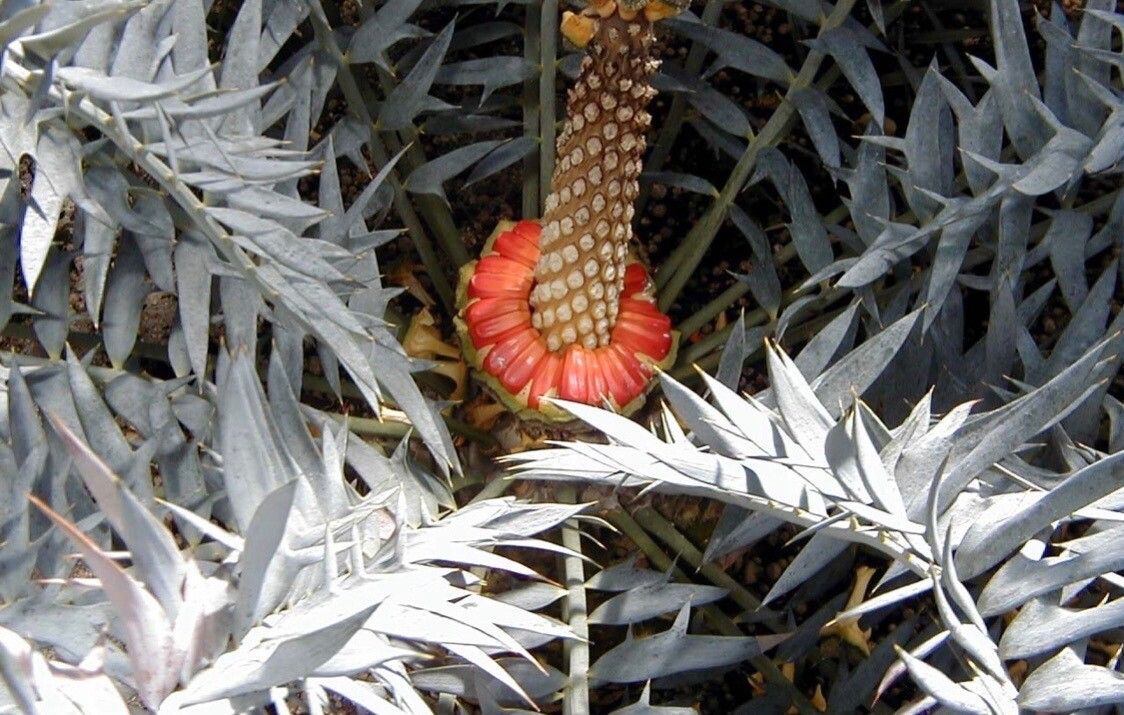 Encephalartos horridus flower