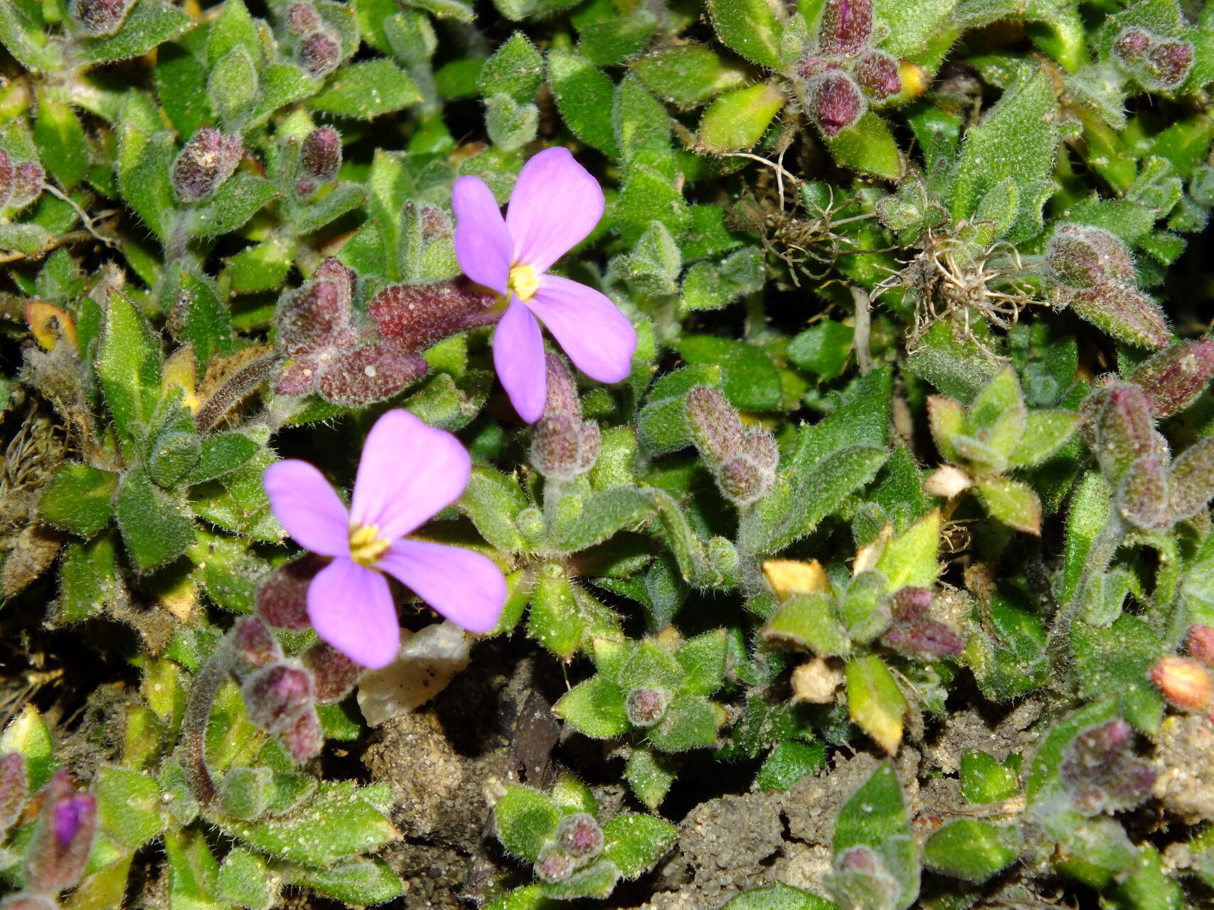 Aubrieta columnae habit