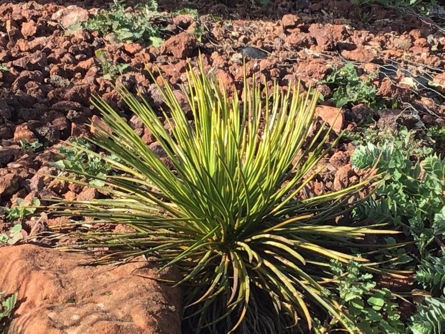 Agave schottii — search result for 'Agave'