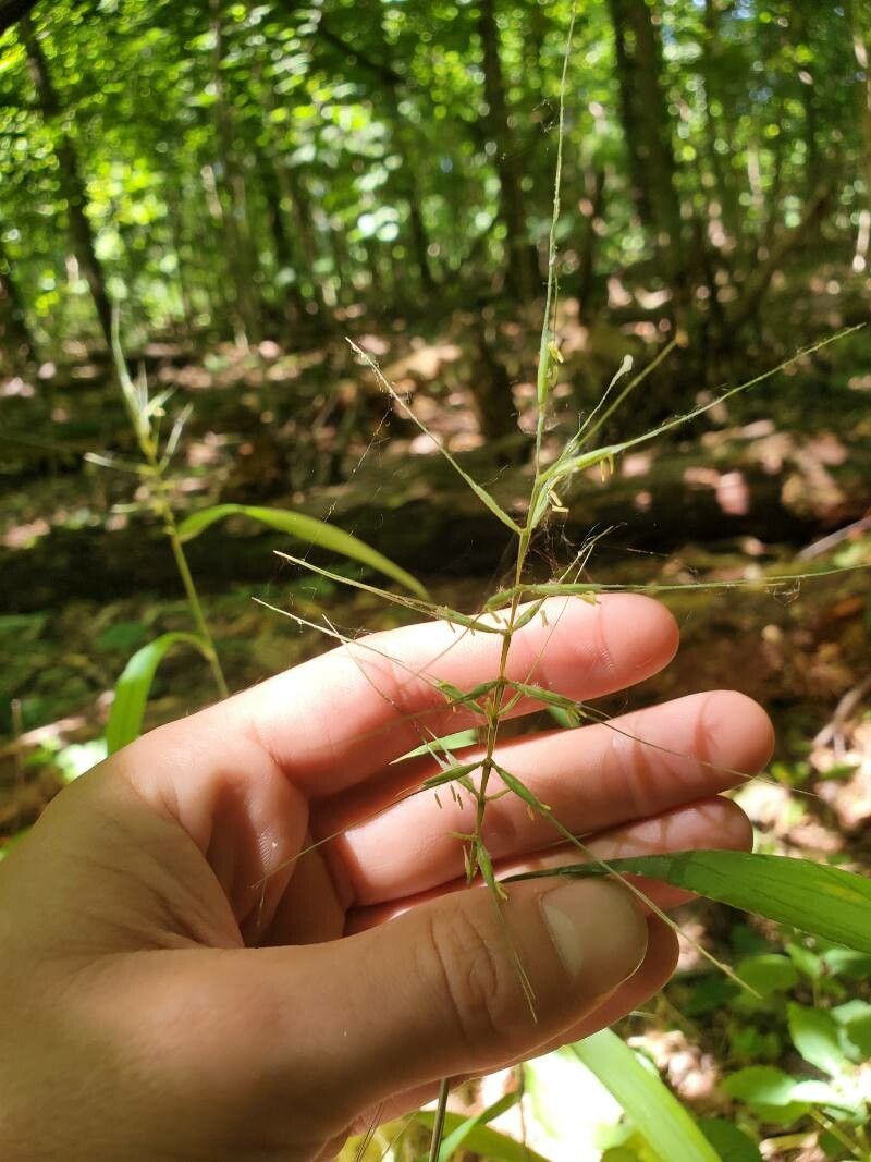 Elymus hystrix fruit