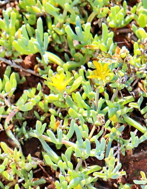 Malephora luteola — search result for 'Malephora'