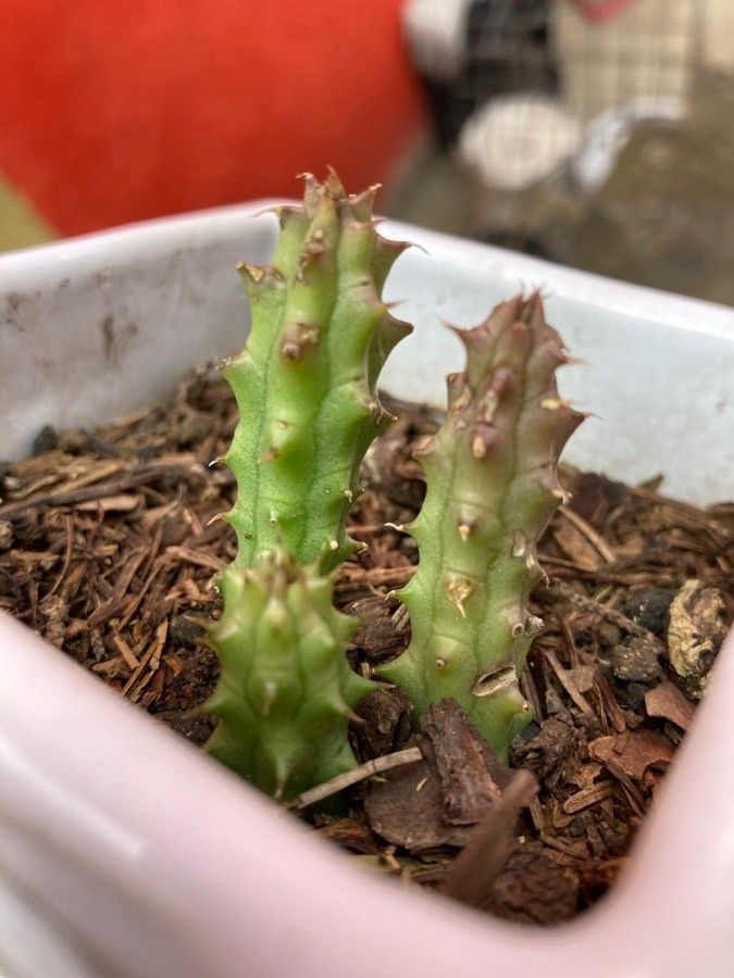 Huernia penzigii bark