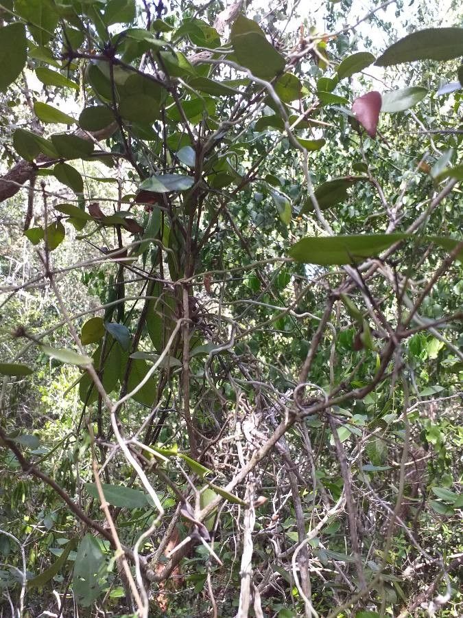 Carissa tetramera habit