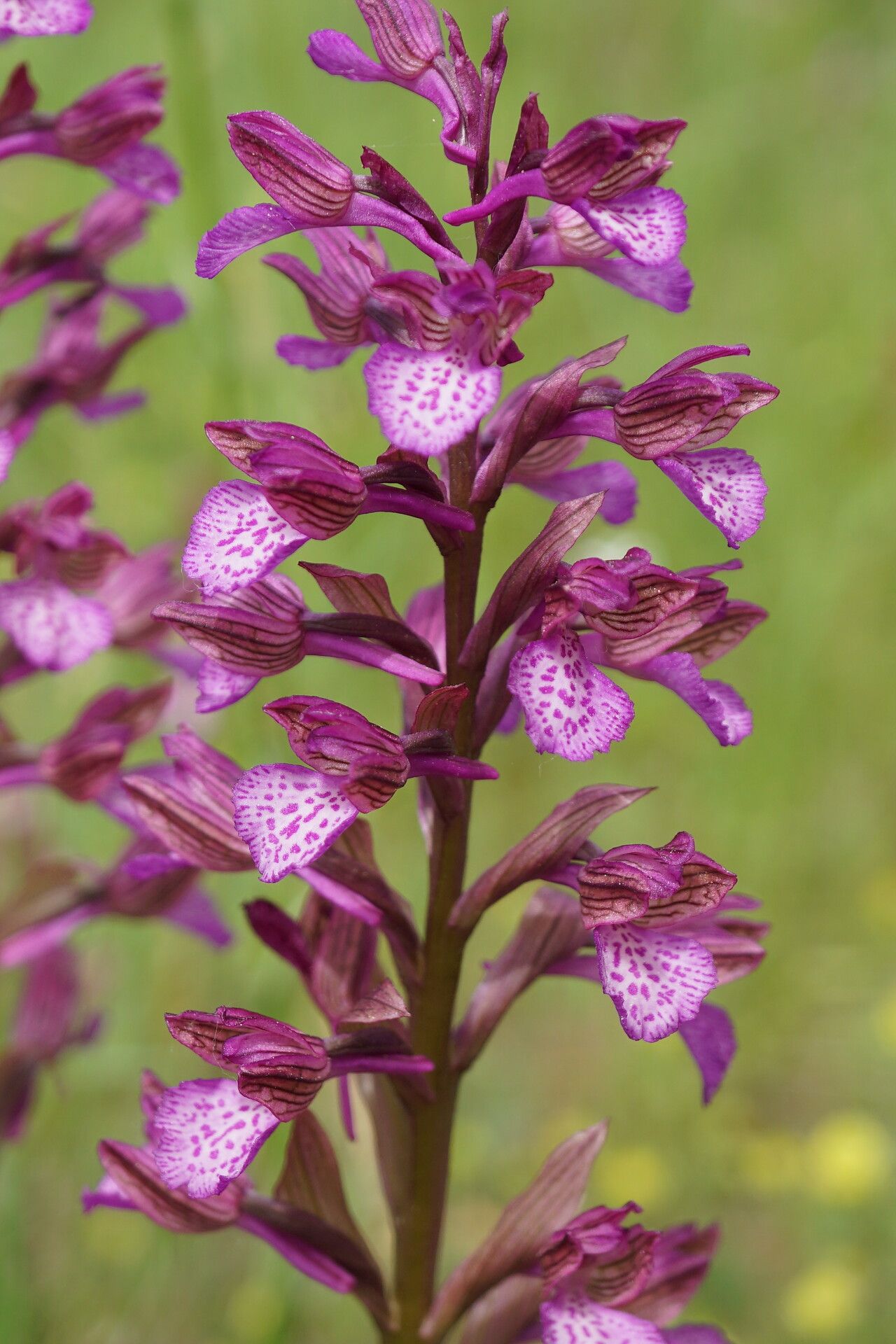 Anacamptis × nicodemi — search result for 'Anacamptis'