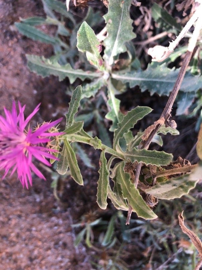 Centaurea sphaerocephala — search result for 'Centaurea'