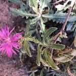 Centaurea sphaerocephala