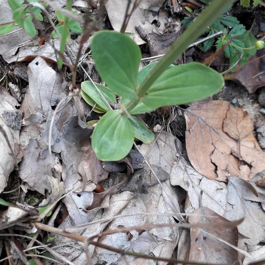 Centaurium erythraea — related species from the same genus