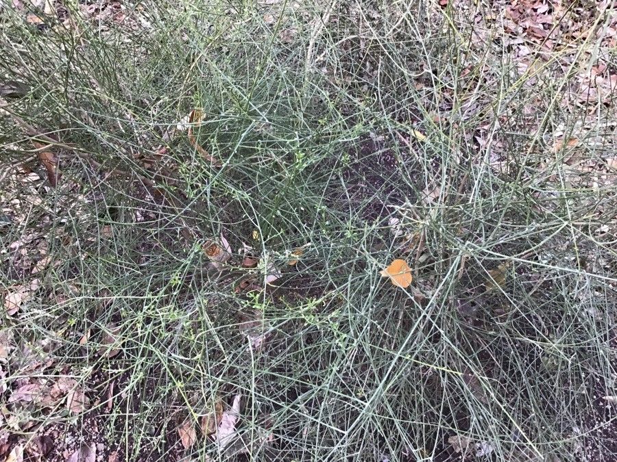 Genista spartioides habit