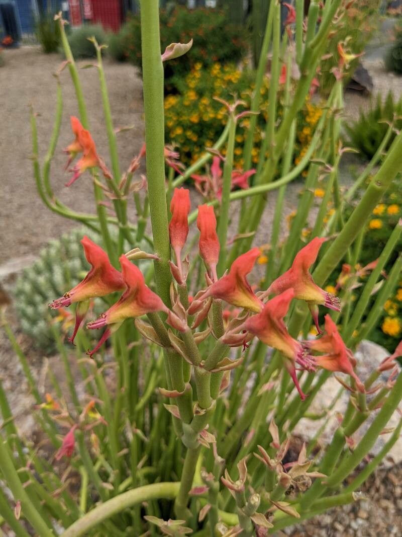 Euphorbia lomelii — search result for 'Euphorbia'