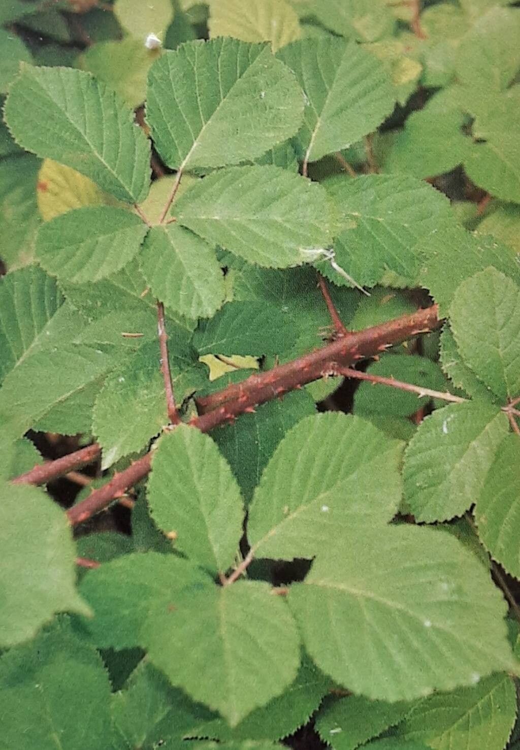 Rubus transvestitus — houseplant care guide