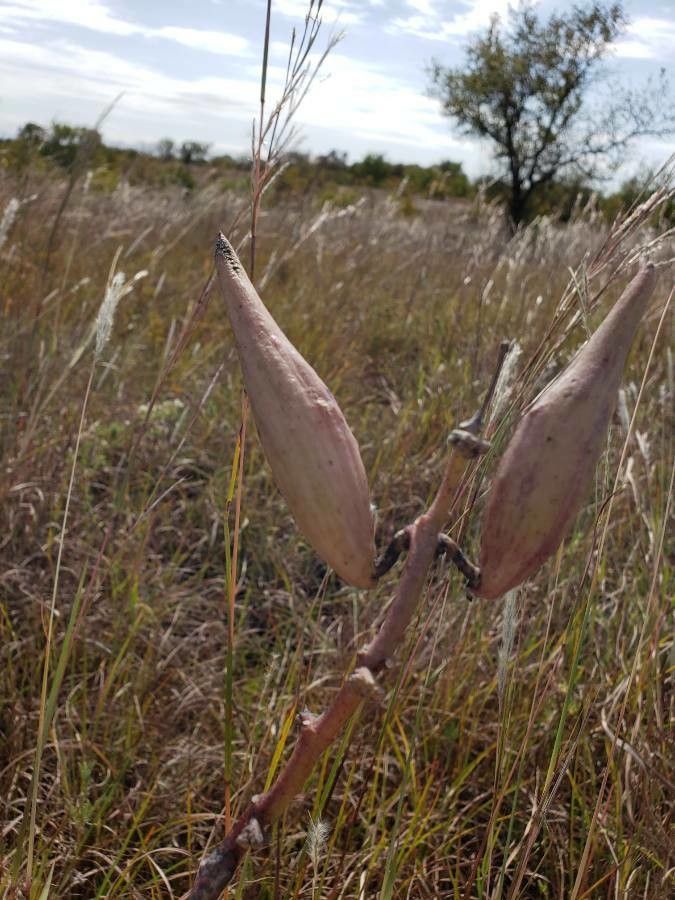 Asclepias engelmanniana — search result for 'Asclepias'
