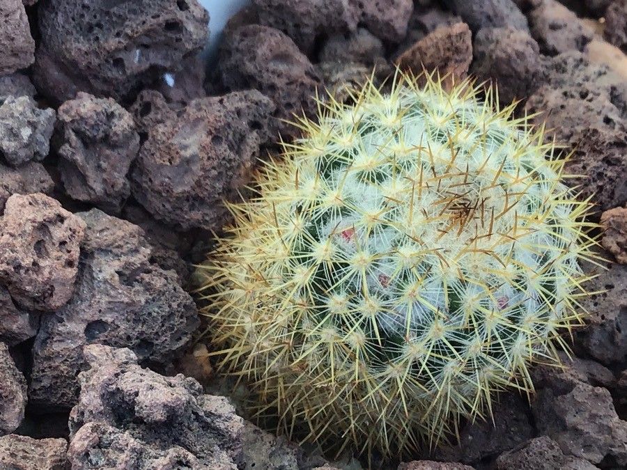 Mammillaria amajacensis