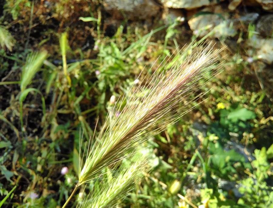 Crithopsis delileana fruit