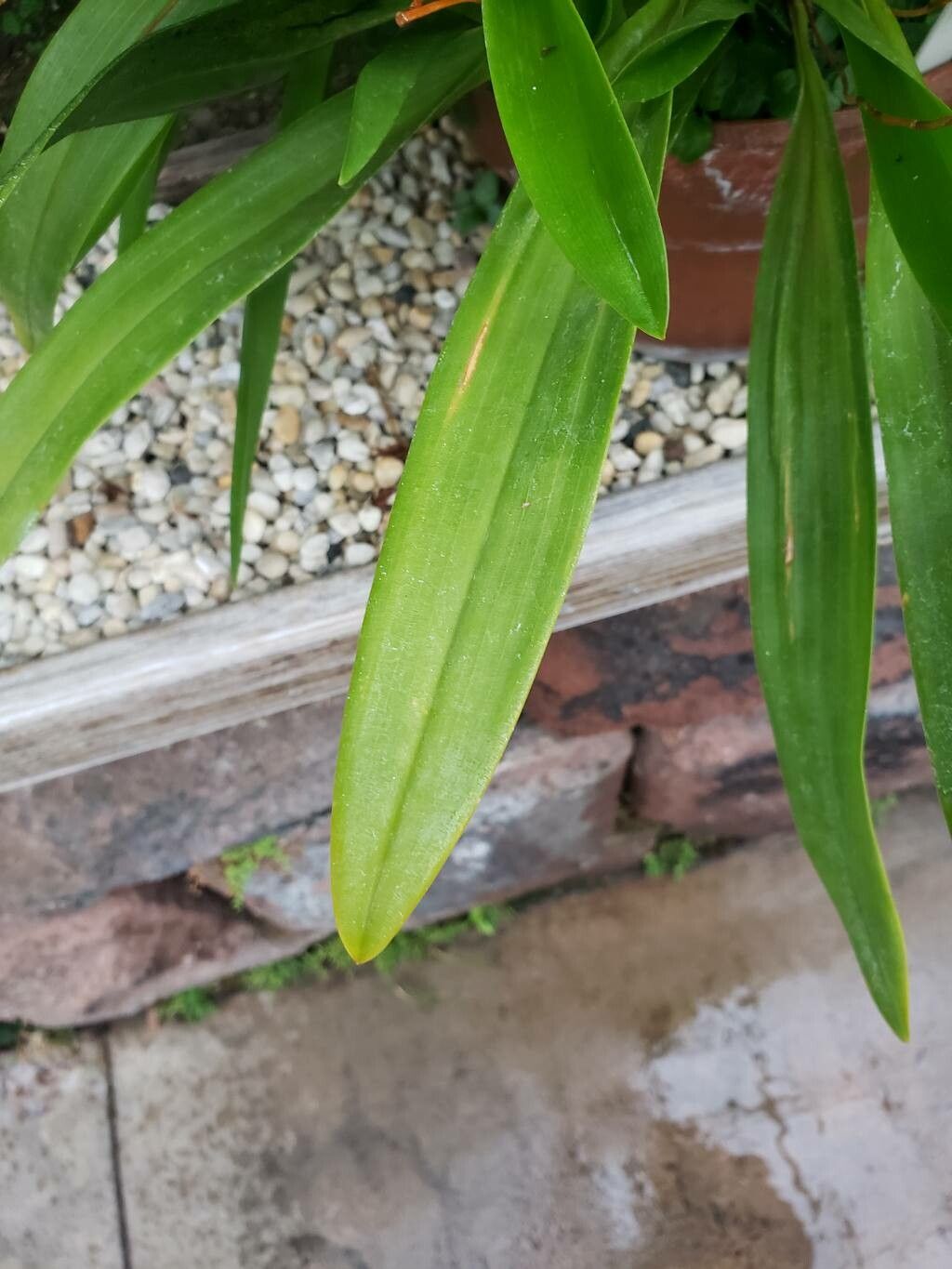 Maxillaria lineolata — search result for 'Maxillaria'