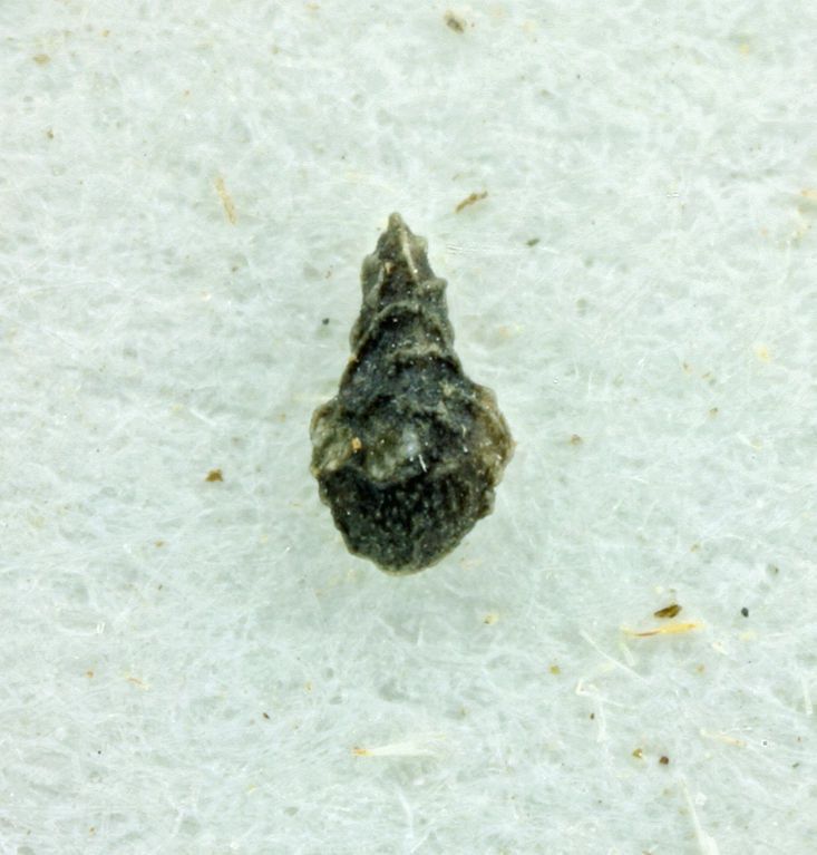 Plagiobothrys parishii — houseplant care guide