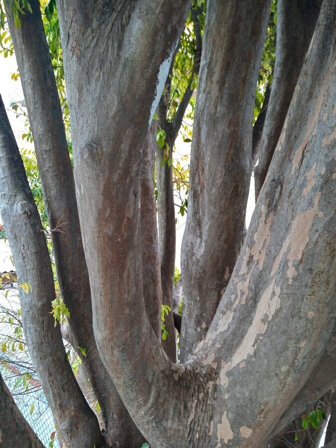 Bursera tomentosa bark
