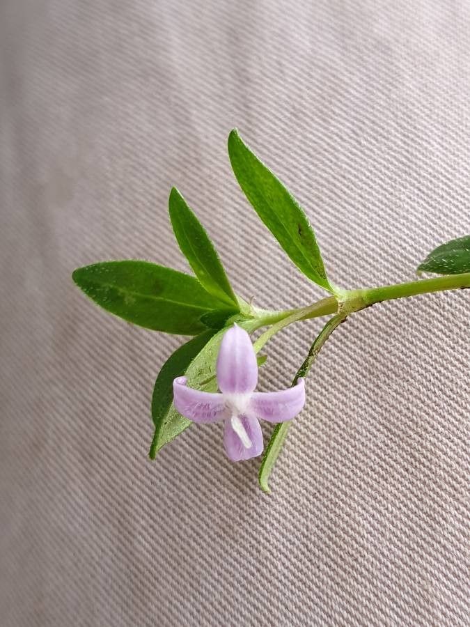 Oldenlandia monanthos — houseplant care guide