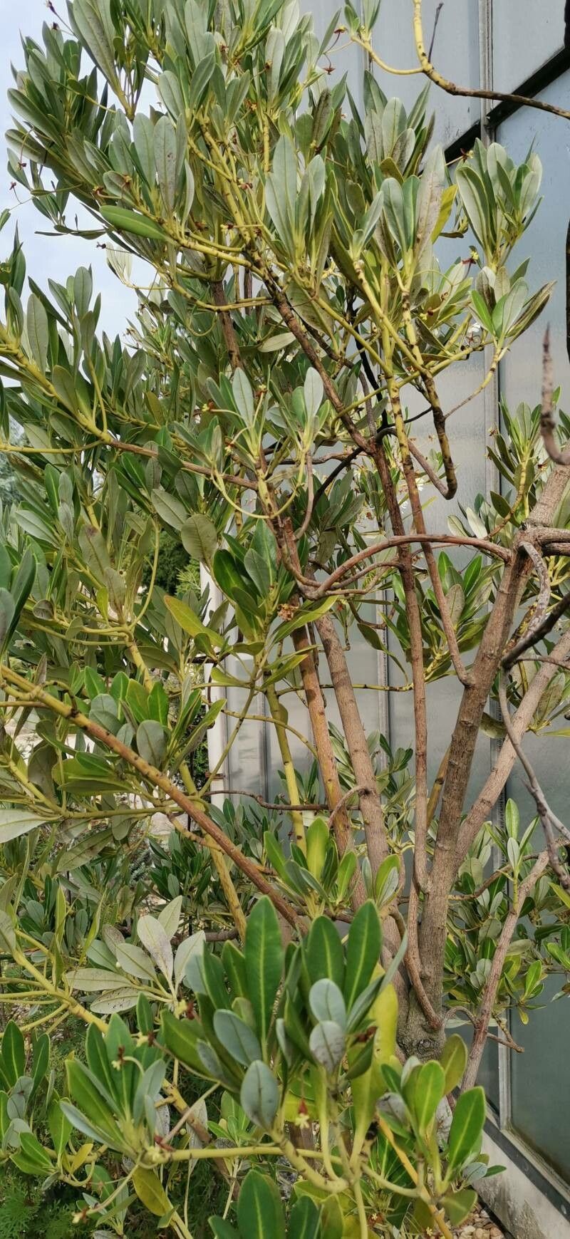 Drimys brasiliensis habit