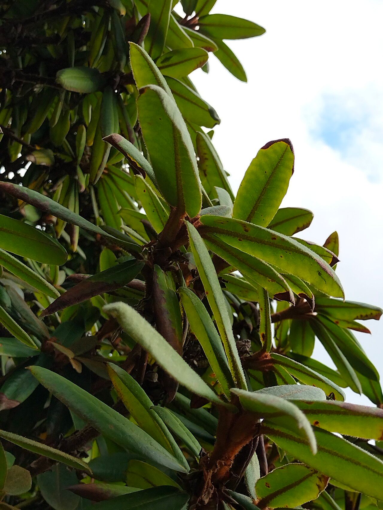 Rhododendron longesquamatum leaf