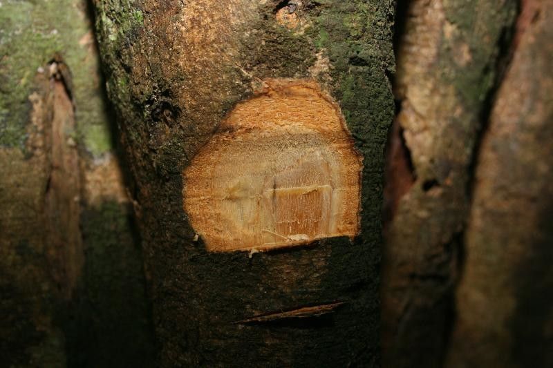 Aspidosperma marcgravianum other