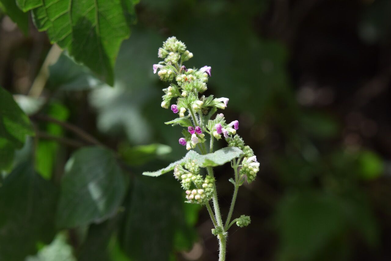 Craniotome furcata habit