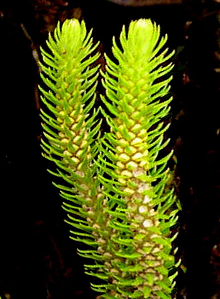 Huperzia dentata flower