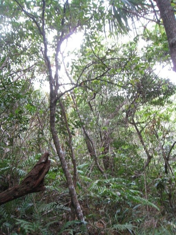 Olax psittacorum habit