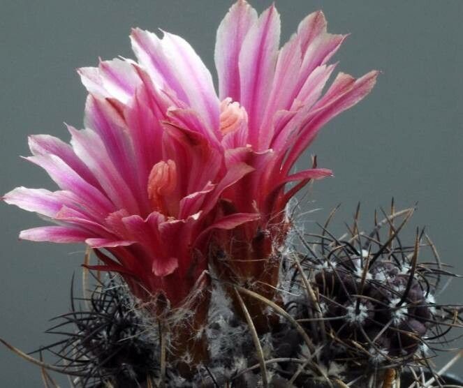 Eriosyce kunzei flower