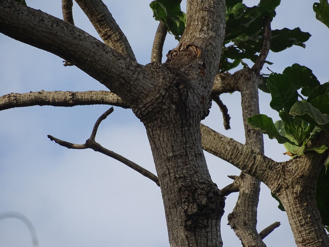Anthocleista grandiflora bark