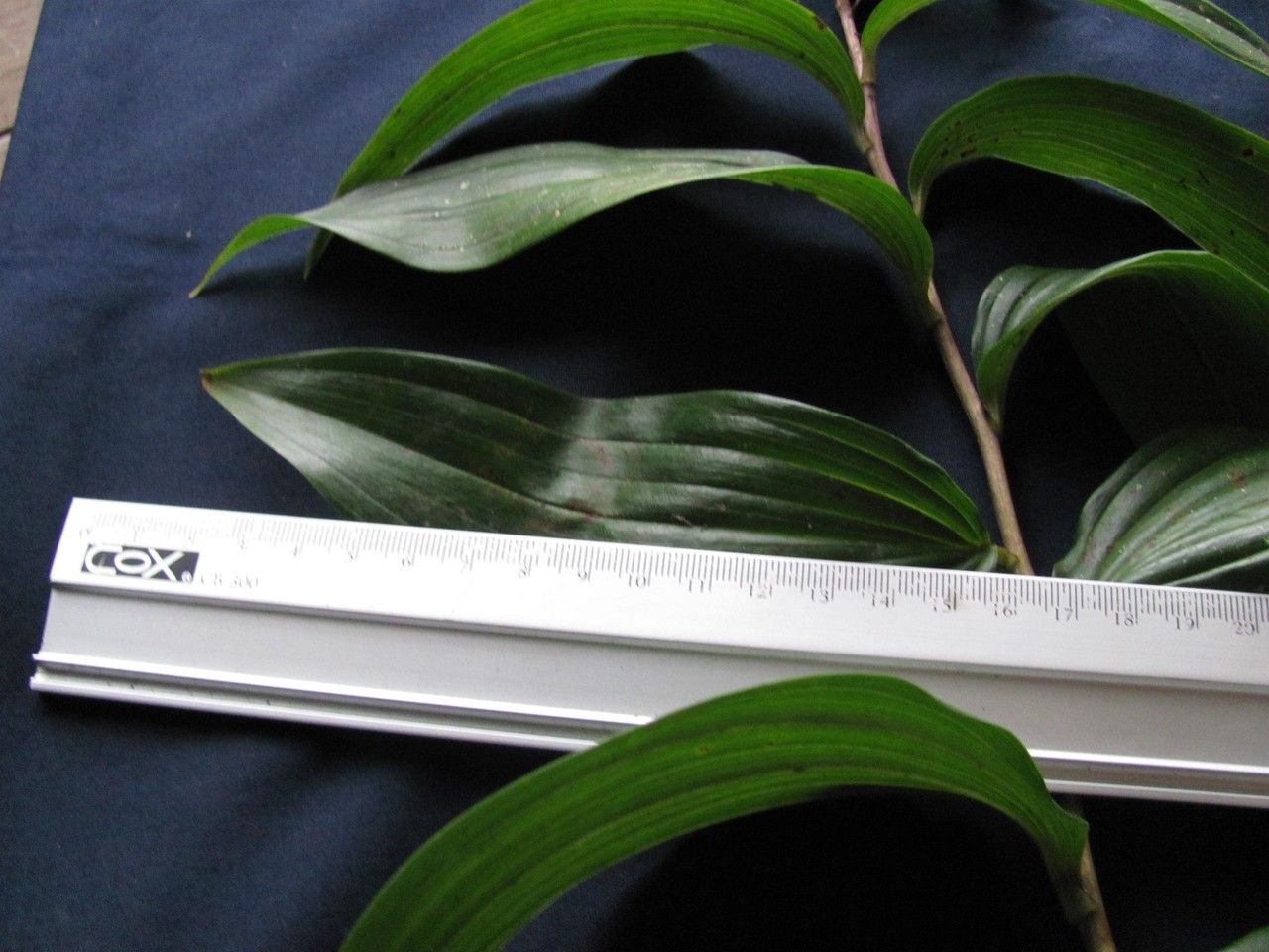 Maianthemum paniculatum other