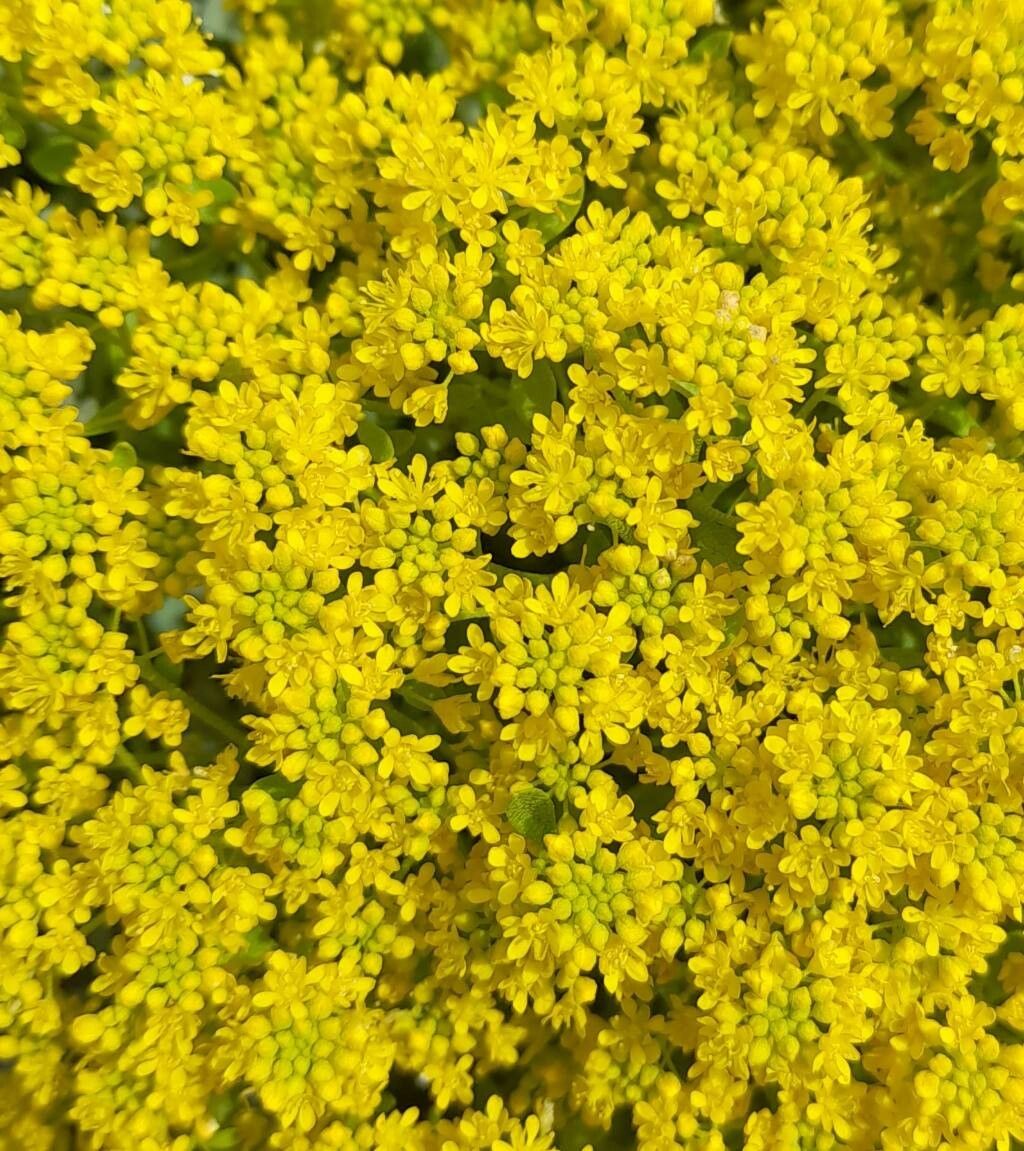 Odontarrhena smolikana flower