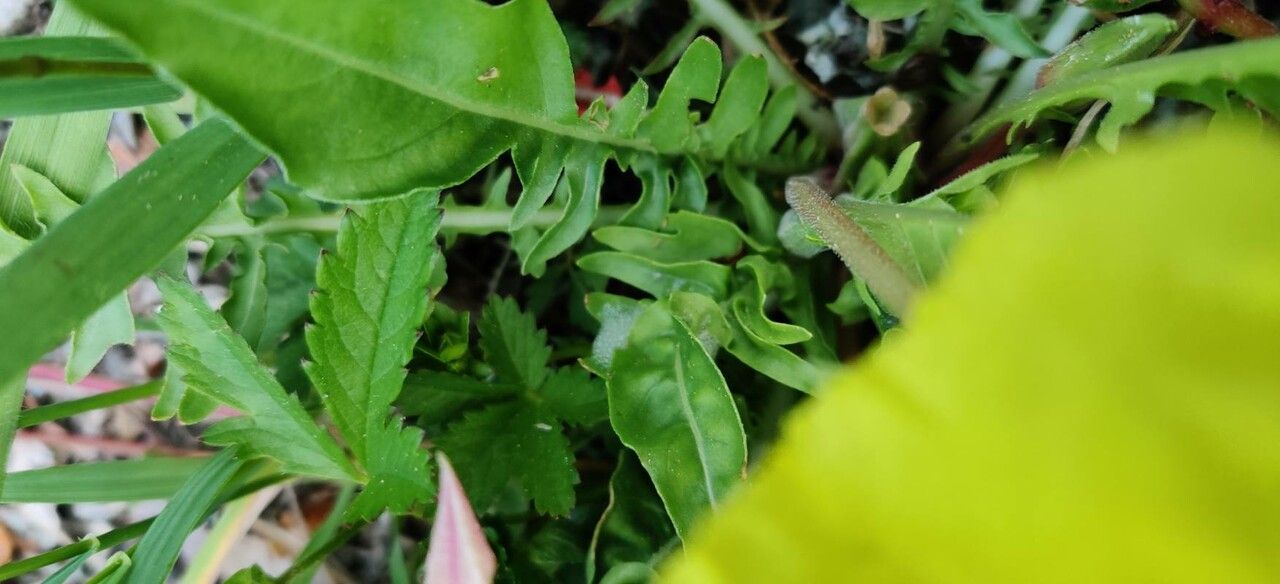 Oenothera triloba — search result for 'Oenothera'