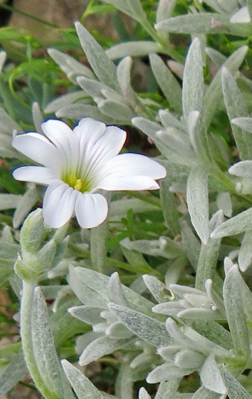 Cerastium candidissimum flower