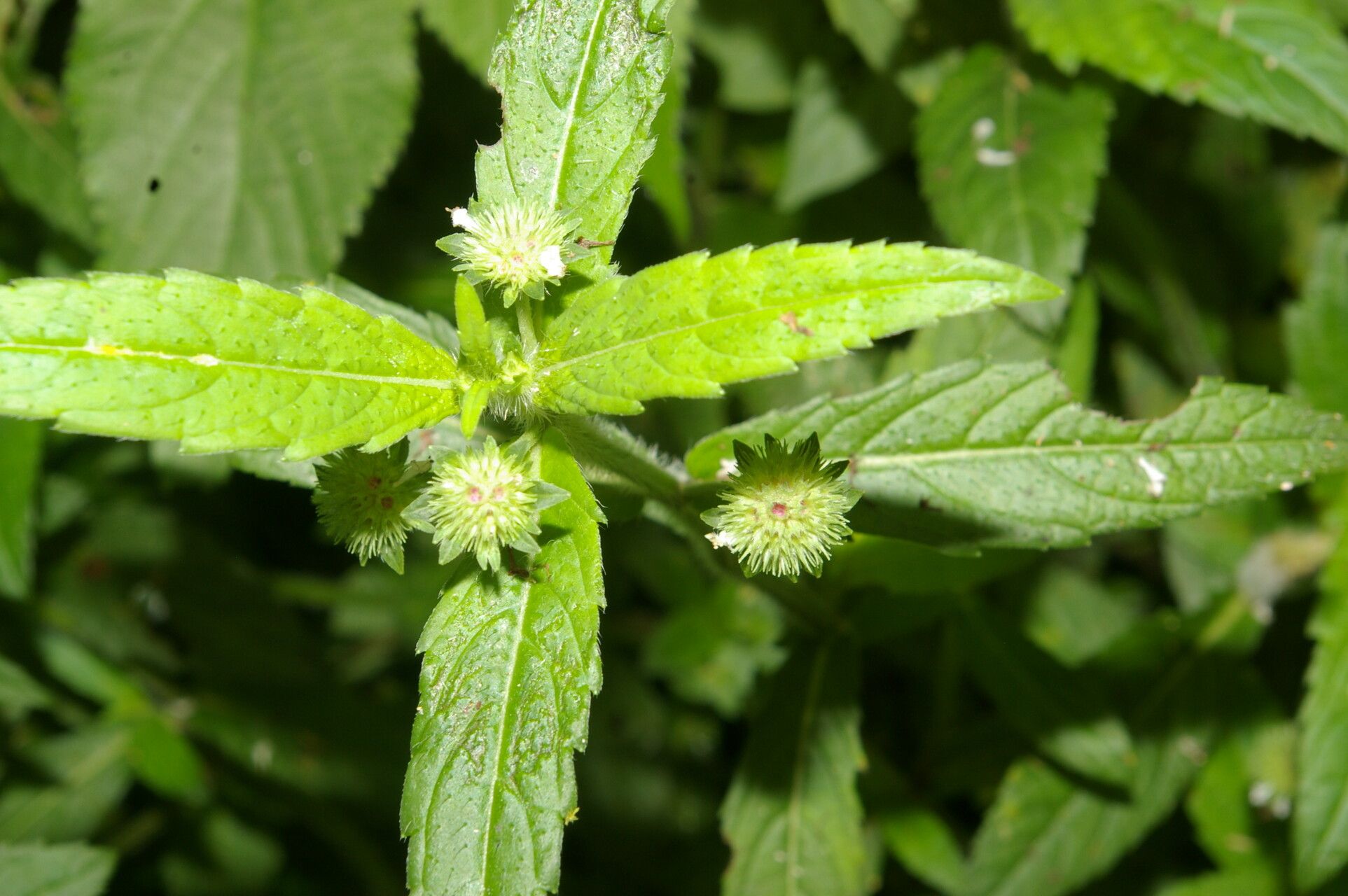 Hyptis vilis — houseplant care guide