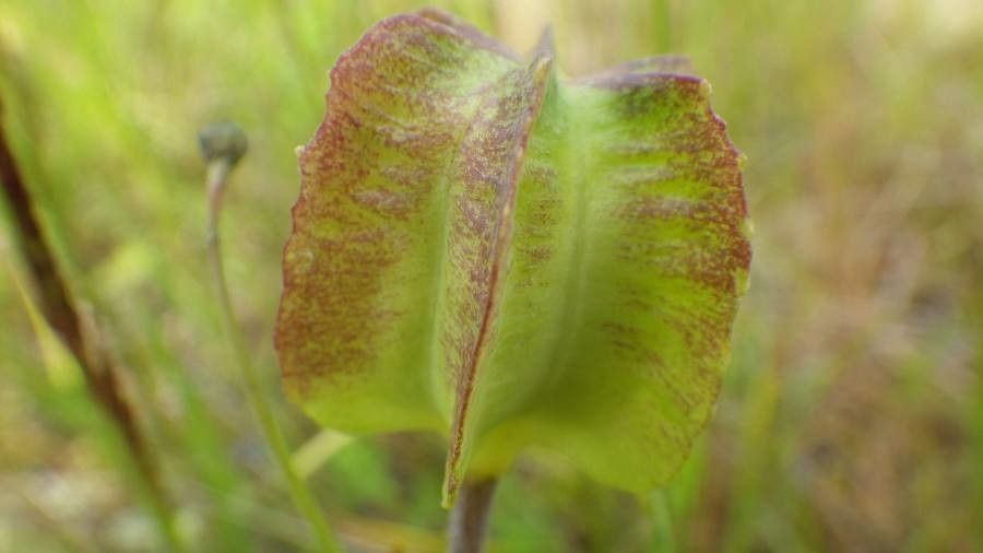 Fritillaria affinis fruit