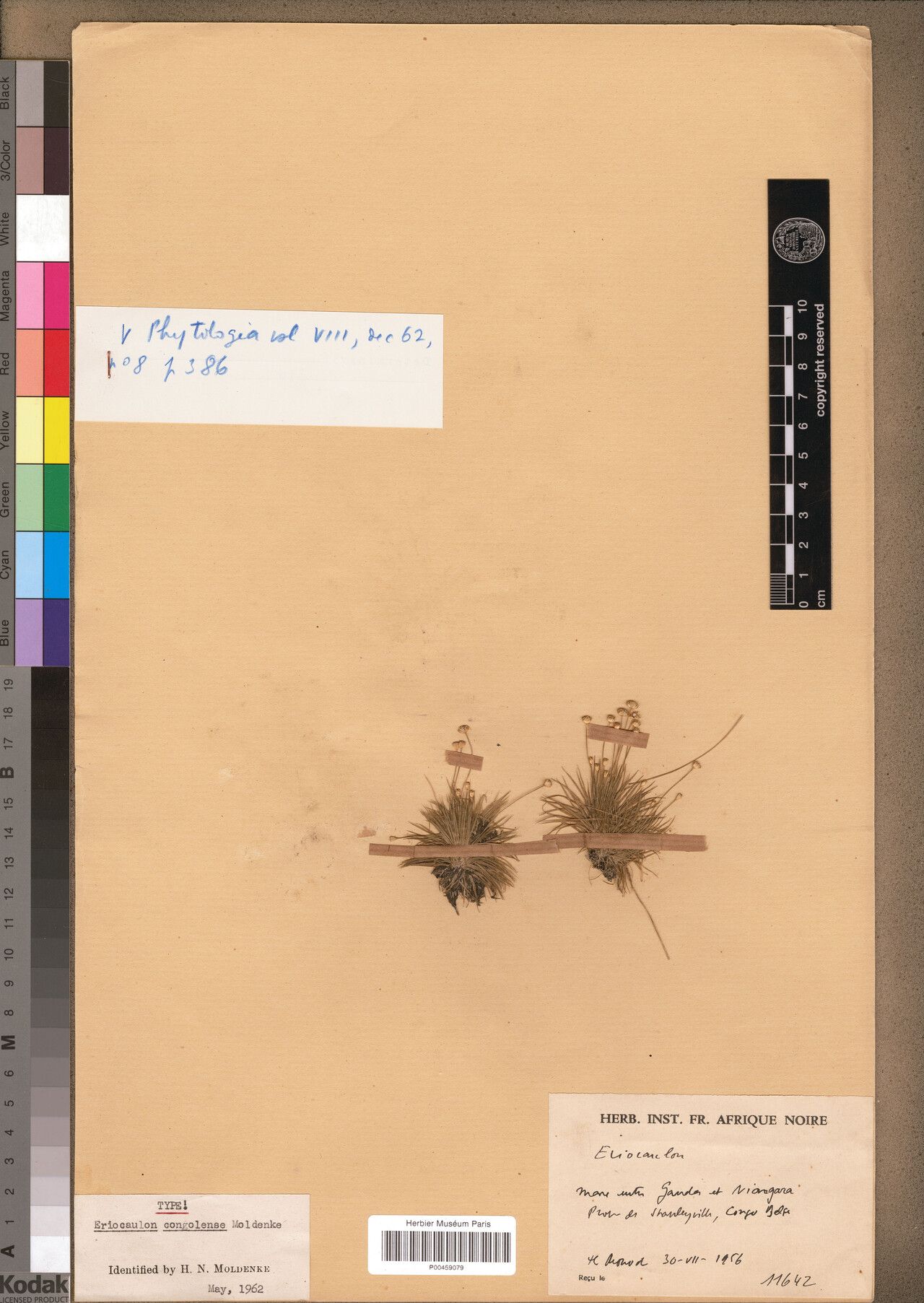 Eriocaulon congolense — houseplant care guide