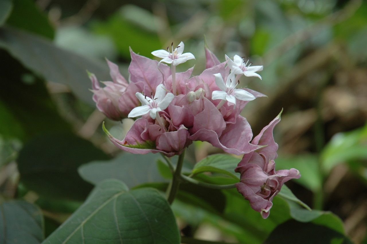 Clerodendrum macrostegium flower