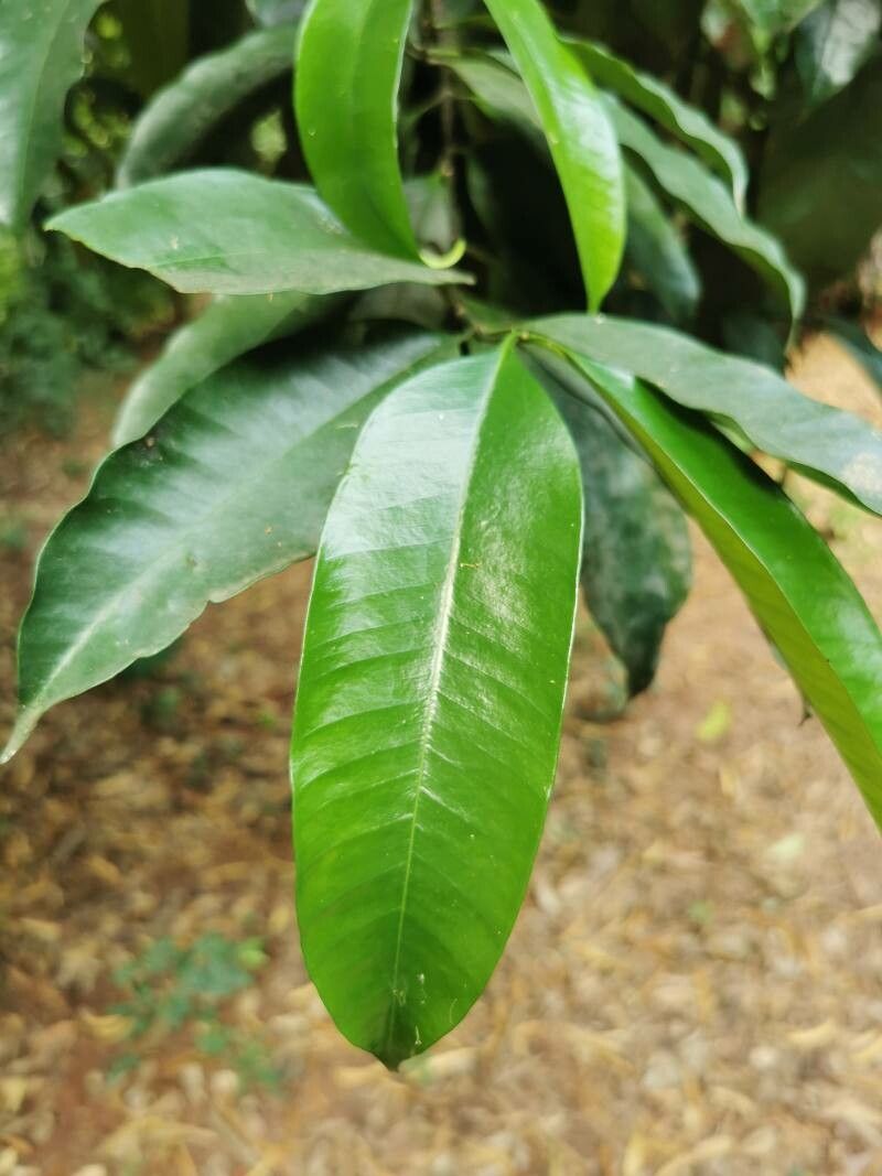 Picralima nitida — search result for 'Gabon'