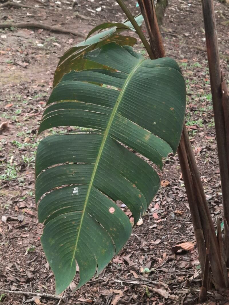 Heliconia stilesii leaf